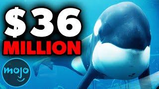 WatchMojo.com - Top 10 Most Expensive Animal Actors