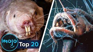 WatchMojo.com - Top 20 Ugliest Animals